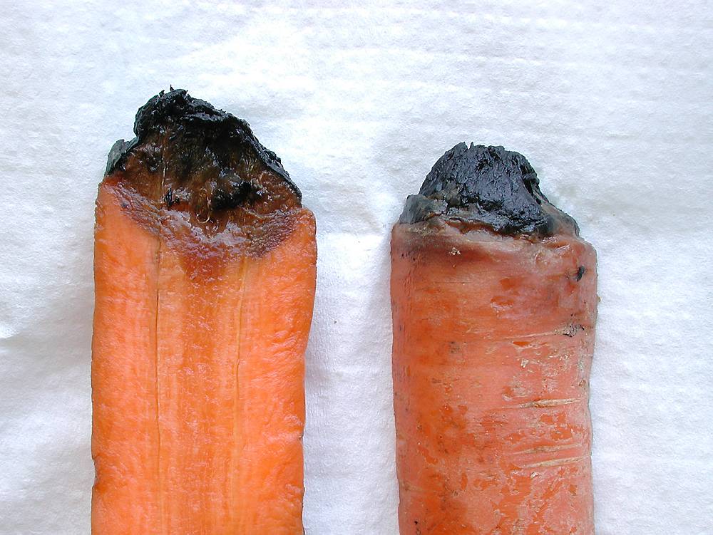 Gulrøtter med råtne og svarte topper. Foto.