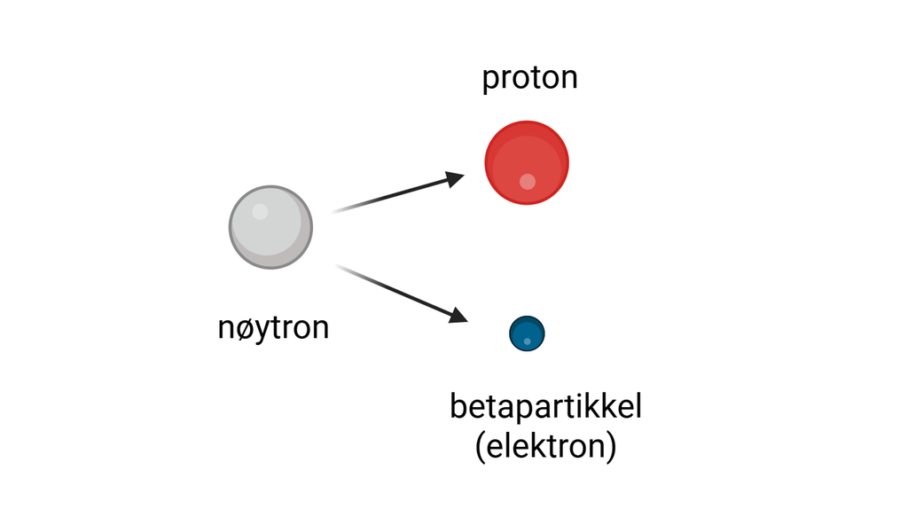 Nøytronet splittes til et positivt proton og et negativt elektron. Illustrasjon.