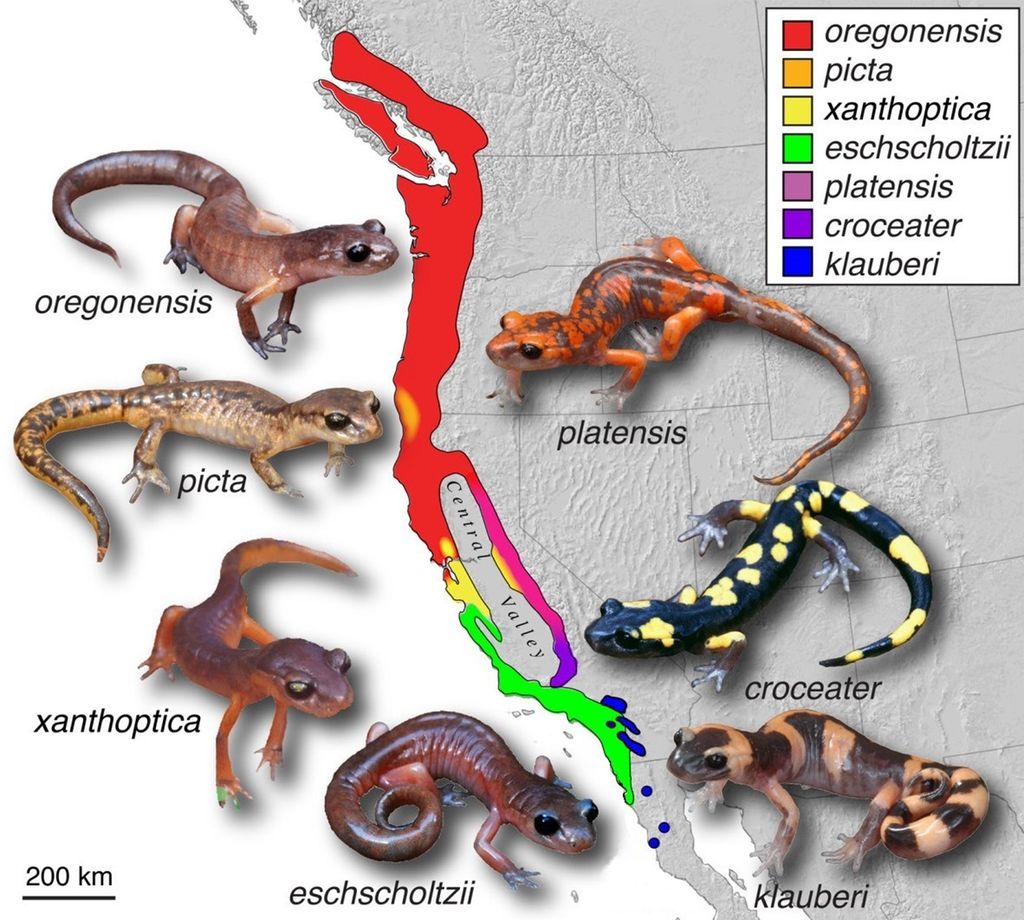 Kart som viser utbredelsen til underarter av arten Ensatina eschscholtzii i California. Nord for Central valley finnes underarten oregonensis. På østsiden av Central valley, fra nord til sør, finnes underartene platensis, croceater og klauberi. Fra nord til sør på vestsiden av Central Valley finnes underartene picta, xanthoptica og eschscholtzii. Underartene på østsiden er flekkete med ulike grunnfarger og ulike farger på flekkene. Underartene på vestsiden er ensfargede. Sør for Central Valley møtes underartene klauberi og eschscholtzii. Illustrasjon og foto.