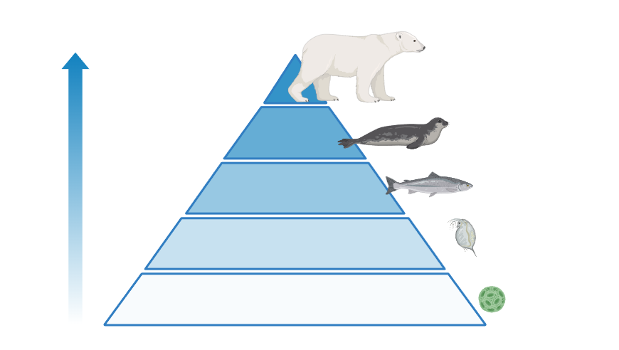 Pyramide med fem ulike nivå. Nedst: planteplankton. Nest nedst: dyreplankton. Midst: fisk. Nest øvst: sel. Øvst: Isbjørn. Nivåa får gradvis mørkare blåfarge frå botn til topp. Illustrasjon.