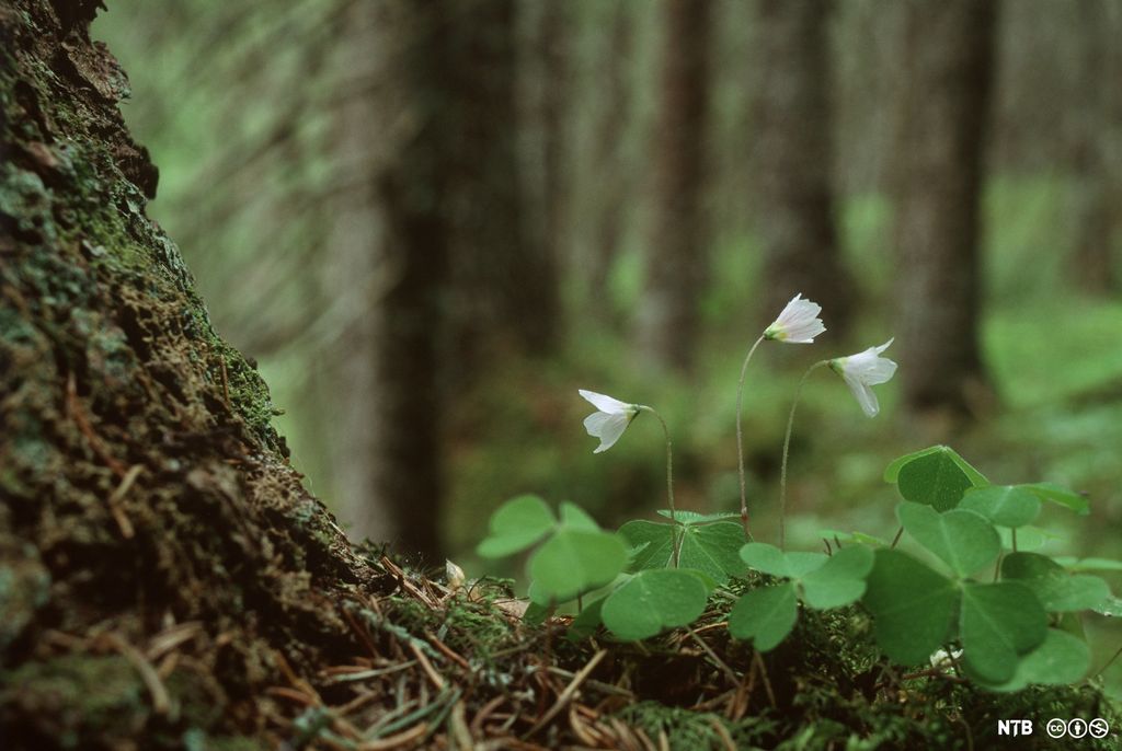 Plante med hvite blomster og grønne, kløveraktige blad vokser inntil grantrestamme. Foto.