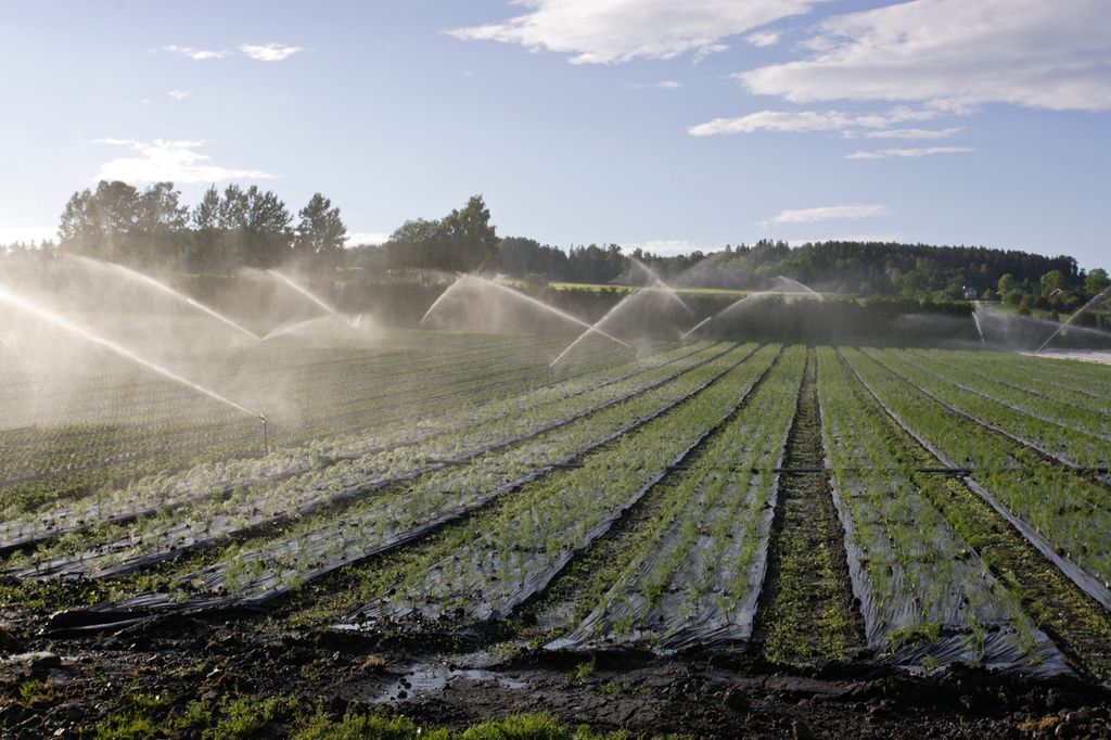 Mange store vannspredere vanner rader med grønnsaker på et jorde. Foto.