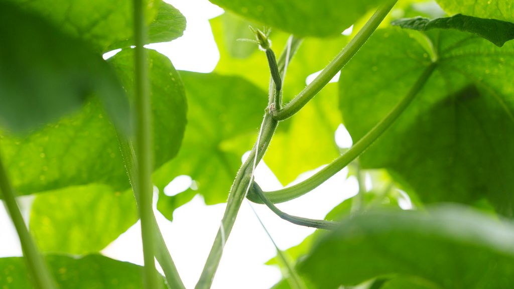 Grønn agurkplante knyttet opp med hvit tråd og en liten, begynnende agurk. Foto.