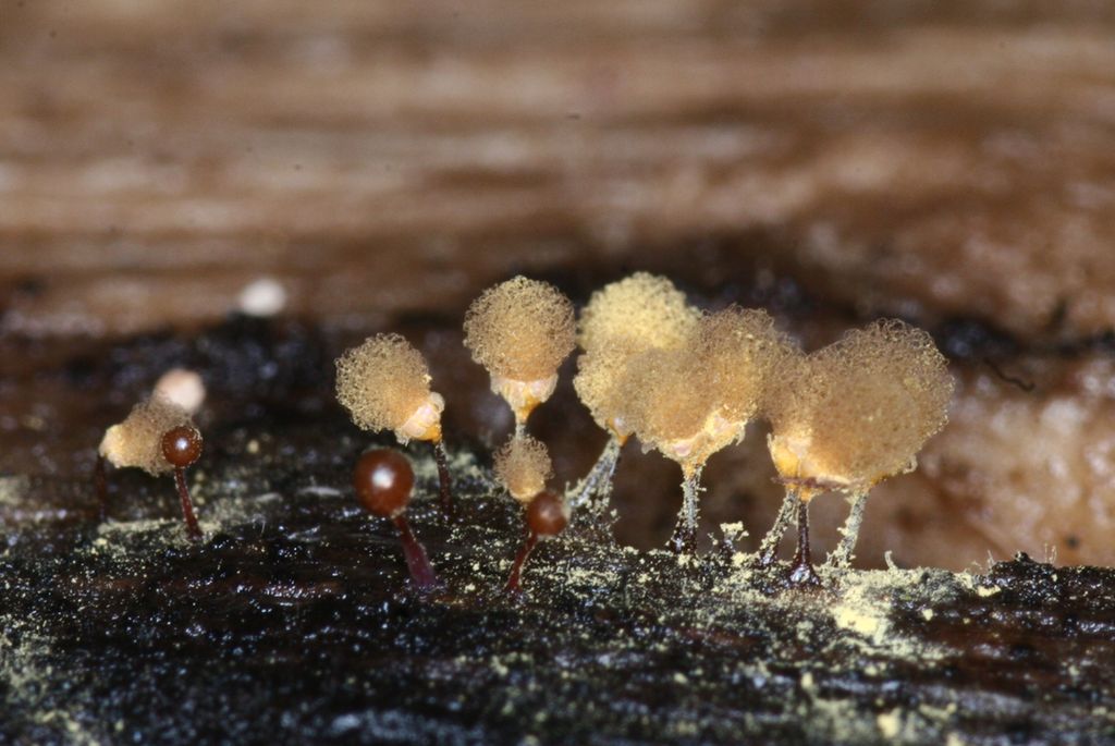 Små, tynne stilker med store, runde hoder som stikker opp av bakken. Foto. 