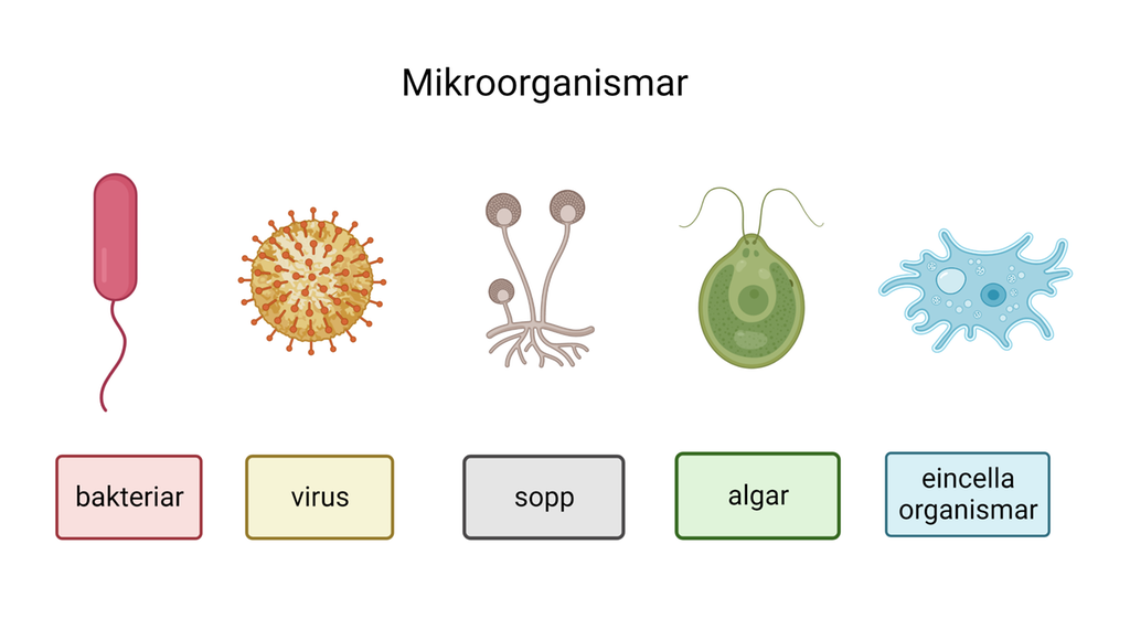 Teikningar av ulike typar mikroorganismar: bakteriar, virus, sopp, algar og eincella organismar. Illustrasjon.