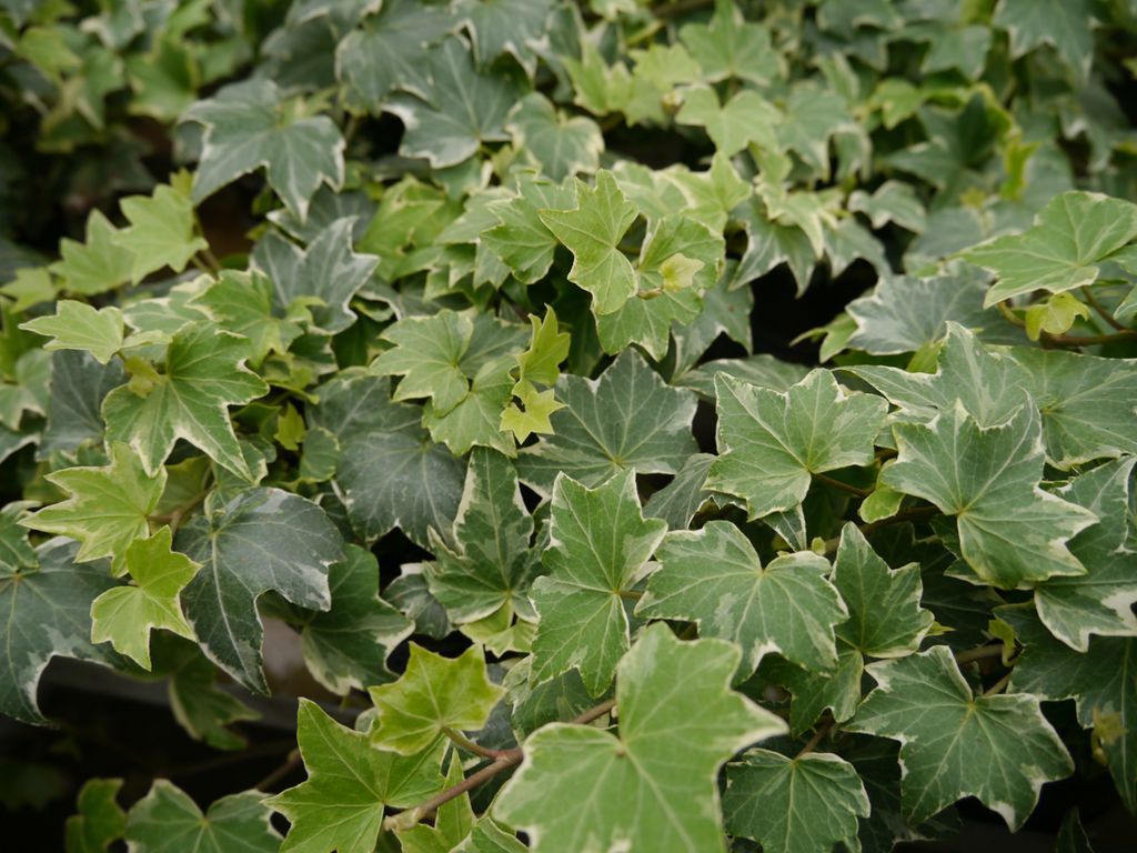 Grønne blader med hvit ytterkant. Foto.