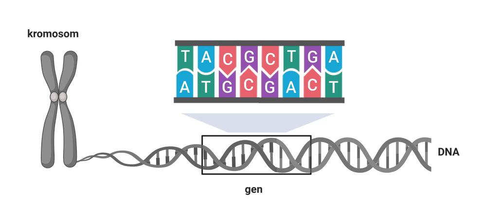 Illustrasjon som viser sammenhengen mellom kromosom, DNA og gen. Til venstre vises et grått kromosom. Et utsnitt viser et DNA-molekyl formet som en dobbel heliks, der et avgrenset område er markert som et gen. Over dette genutsnittet er det en forstørret framvisning av rekkefølgen til nitrogenbasene (A, C, T, G) som parvis danner trinn i stigen.