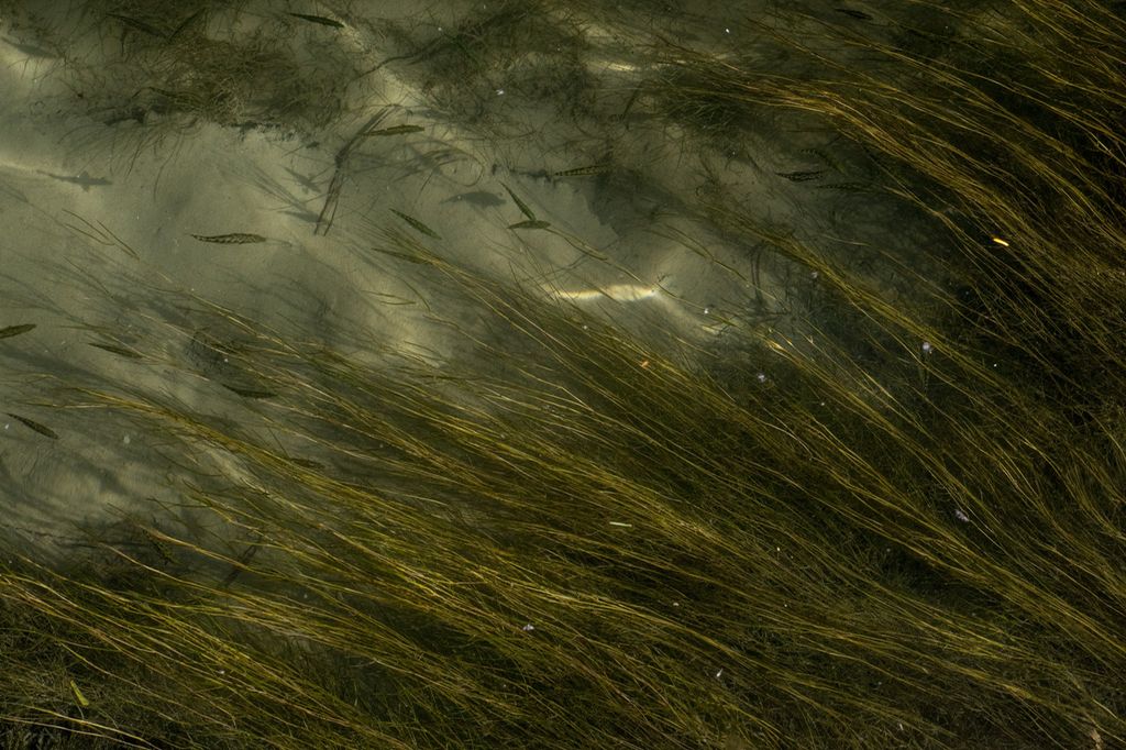 Tang som flyter i diagonal retning og oppover. Foto.