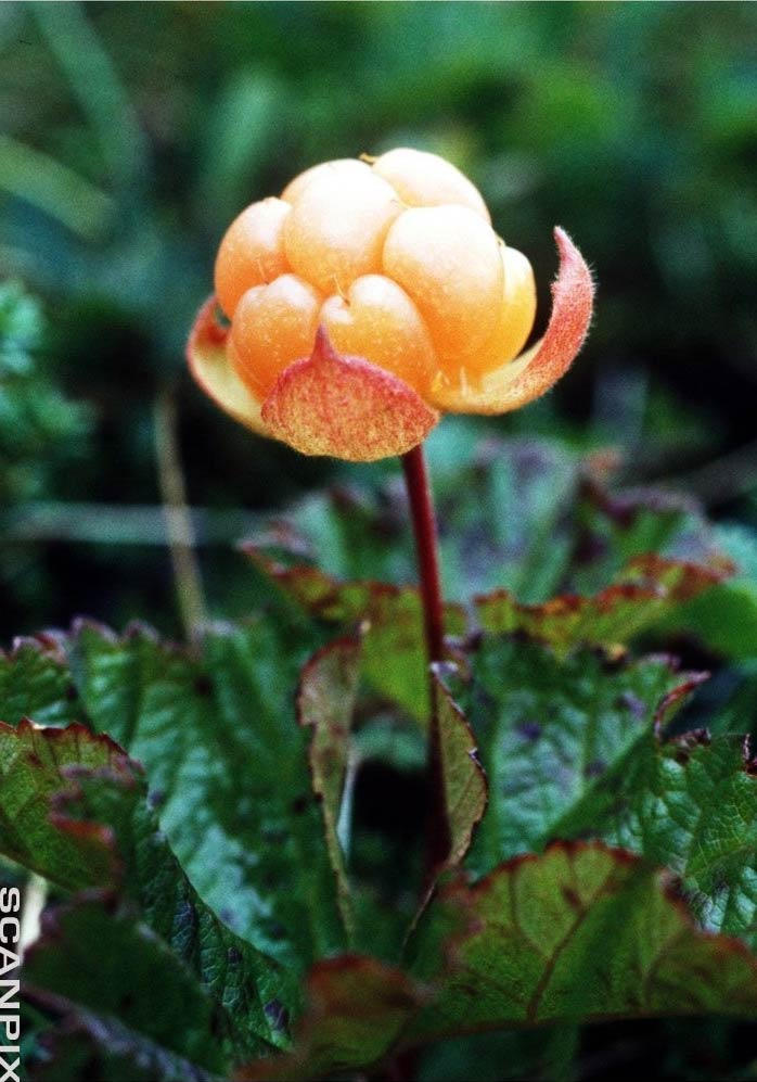 Nærbilde av et oransje bær bygd opp av flere kuleliknende deler. Rødlige blader rundt bunnen av bæret begynner å løsne. Foto.
