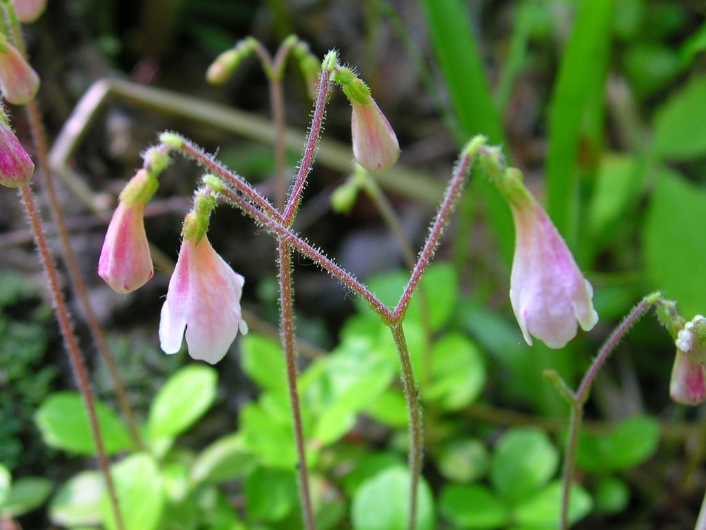 Nærbilde av rosahvit blomst, en linnea. Foto.