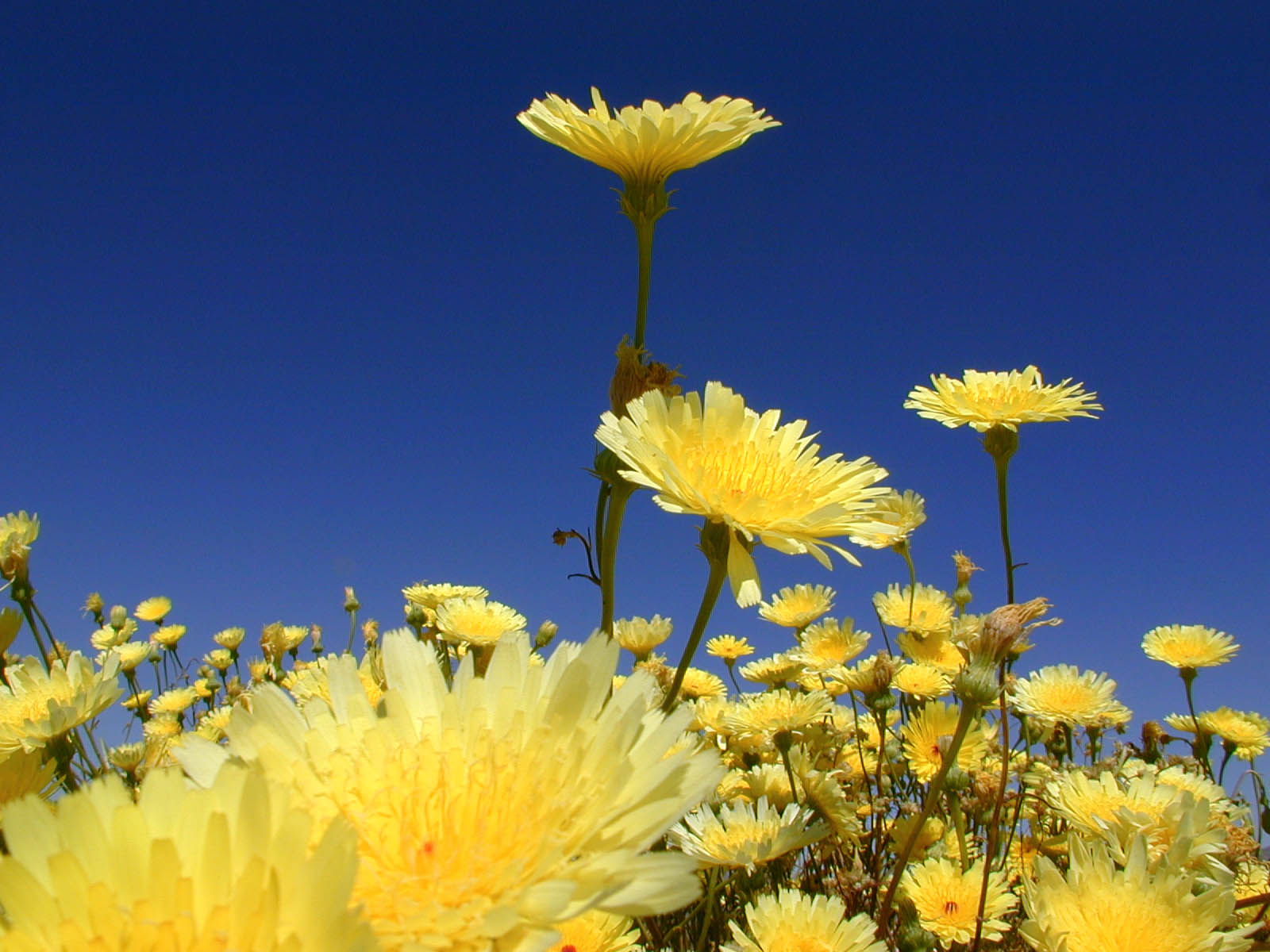 Blue sky, many pale yellow dandelions