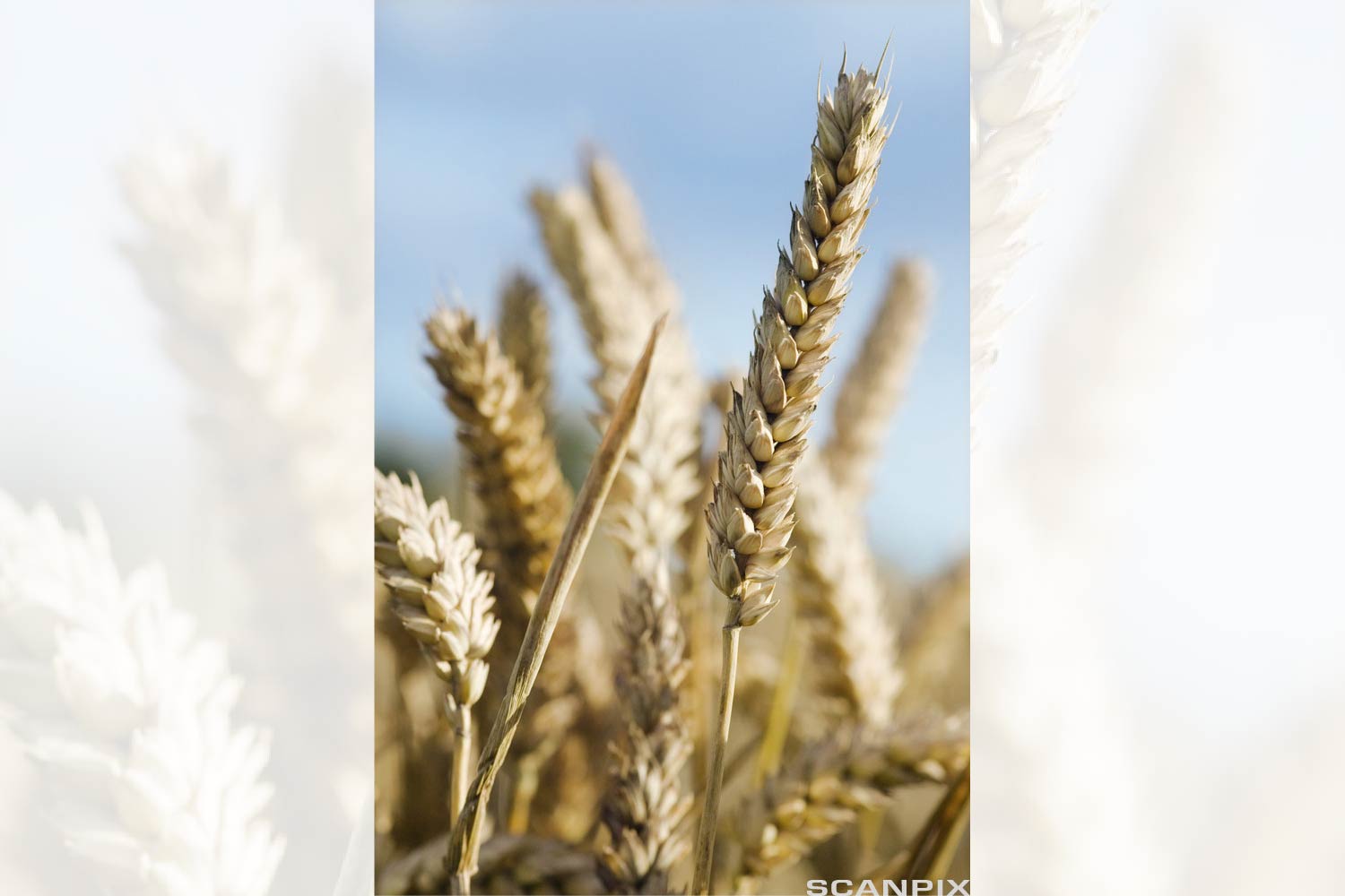 Gylne kveiteaks i ein åker. Foto.