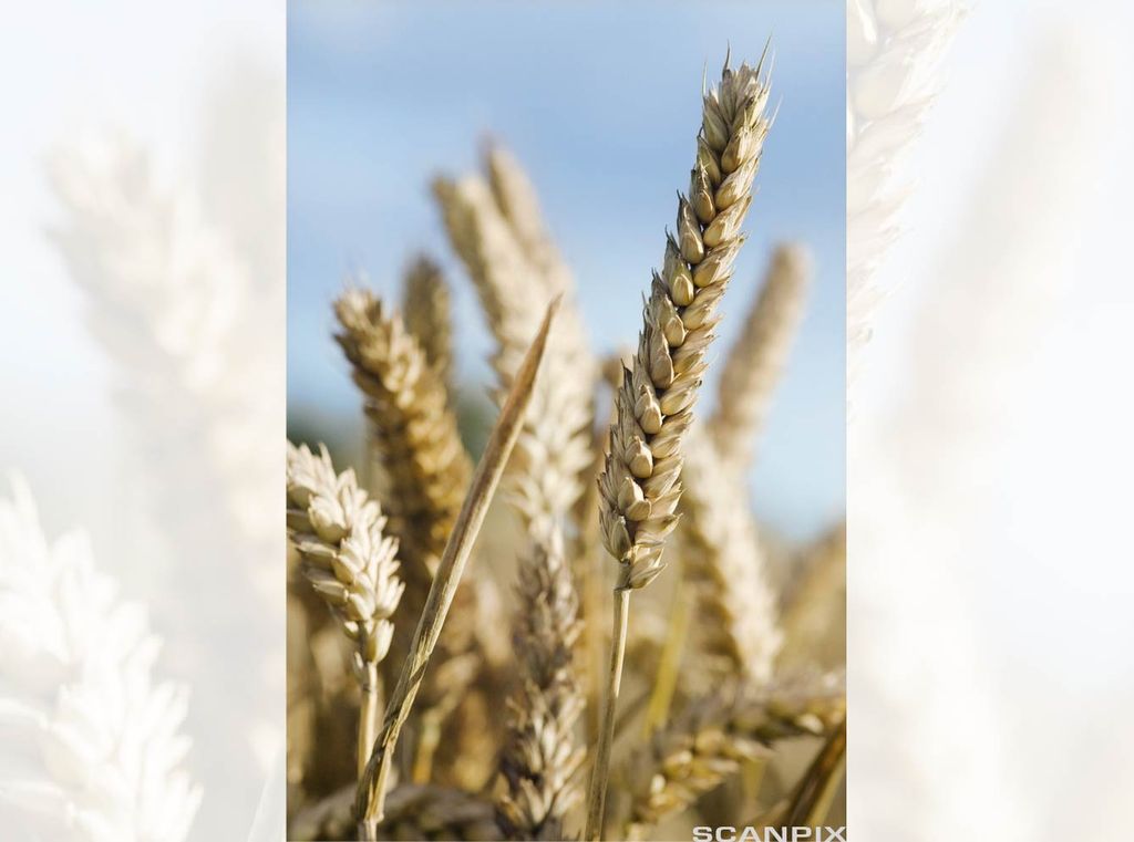 Gylne kveiteaks i ein åker. Foto.