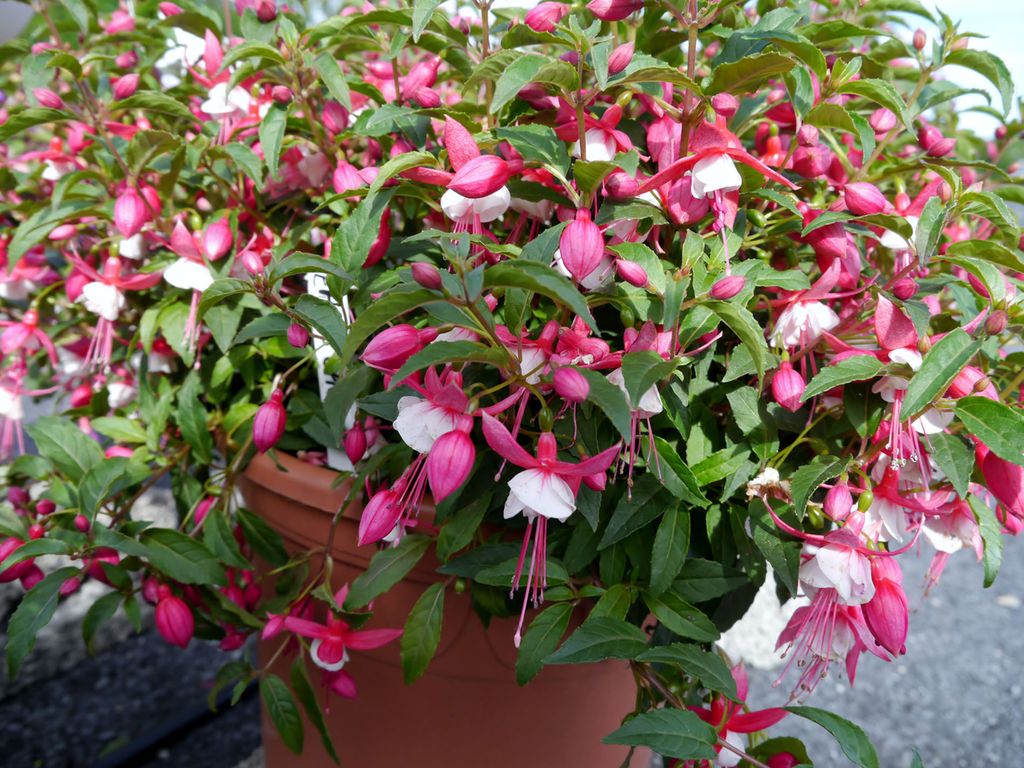 Plante med mange rosa og hvite blomster. Foto.