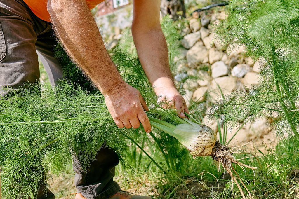 Person høster fennikel ut av jorda. Foto.