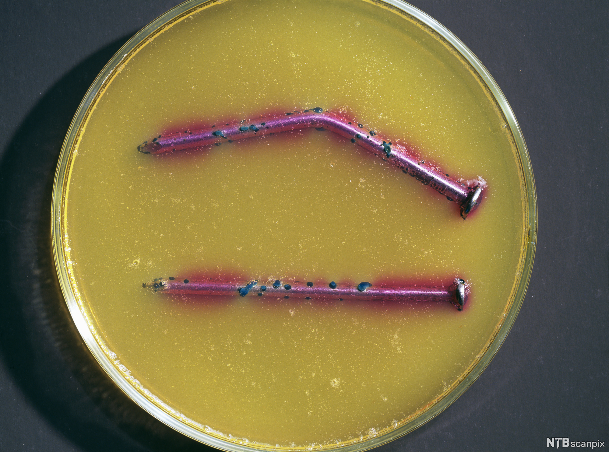 Bøyd og rett spiker med rosa og blått i petriskål med gult innhold. Foto.