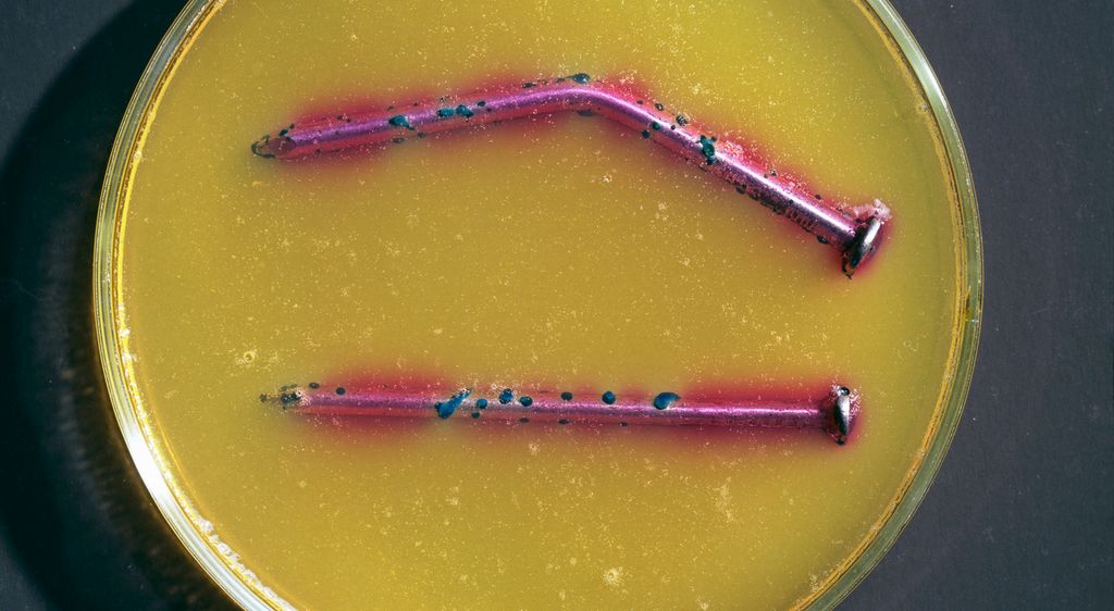 Bøyd og rett spiker med rosa og blått i petriskål med gult innhold. Foto.