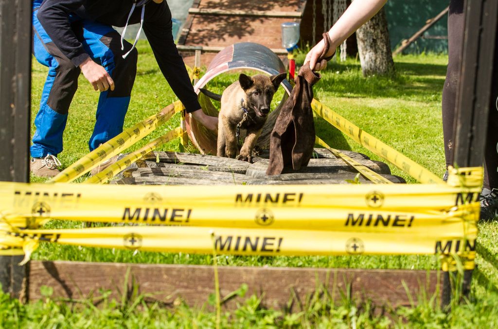 Ung hund som spring gjennom en treningsbane. Foto.