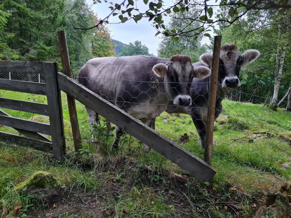 To ungdyr står ute på beite innenfor et gjerde og ser mot fotografen. De er gråaktige med lysere buk. Foto.