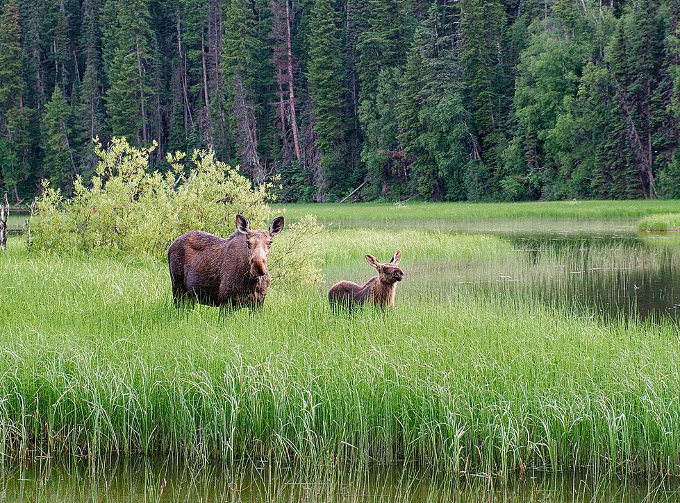 Elgku med elgkalv ved et stille tjern. Foto.