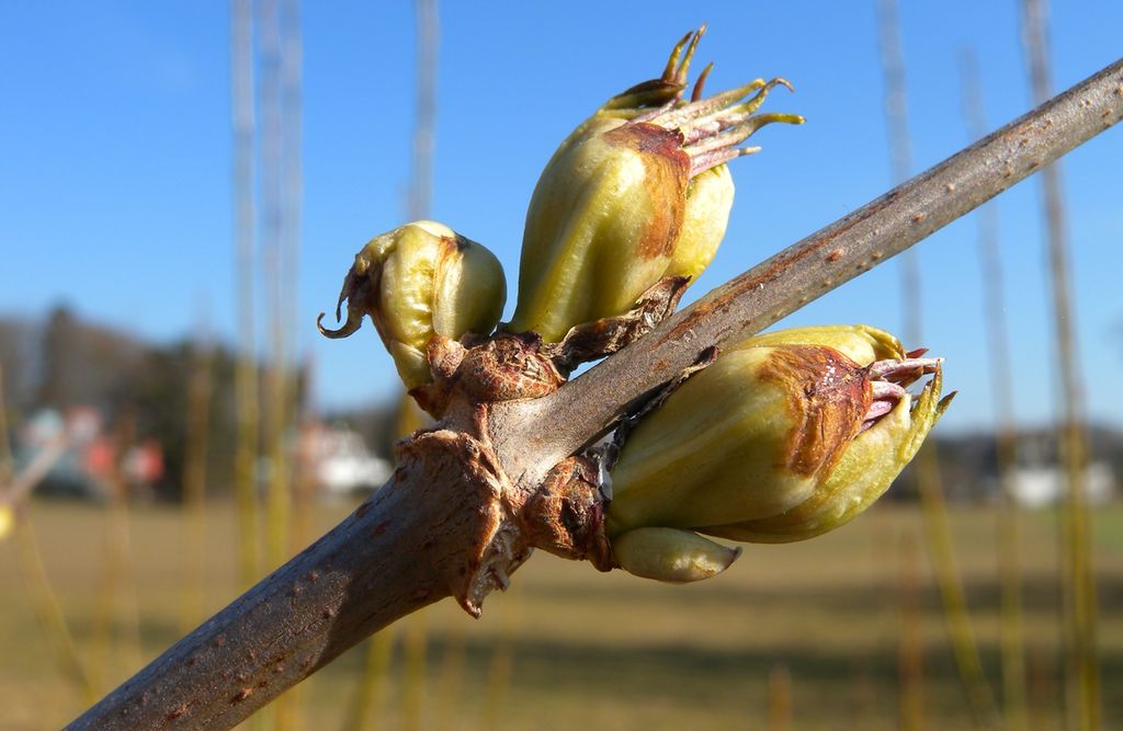 Nærbilde av kvist med knopper. Foto.