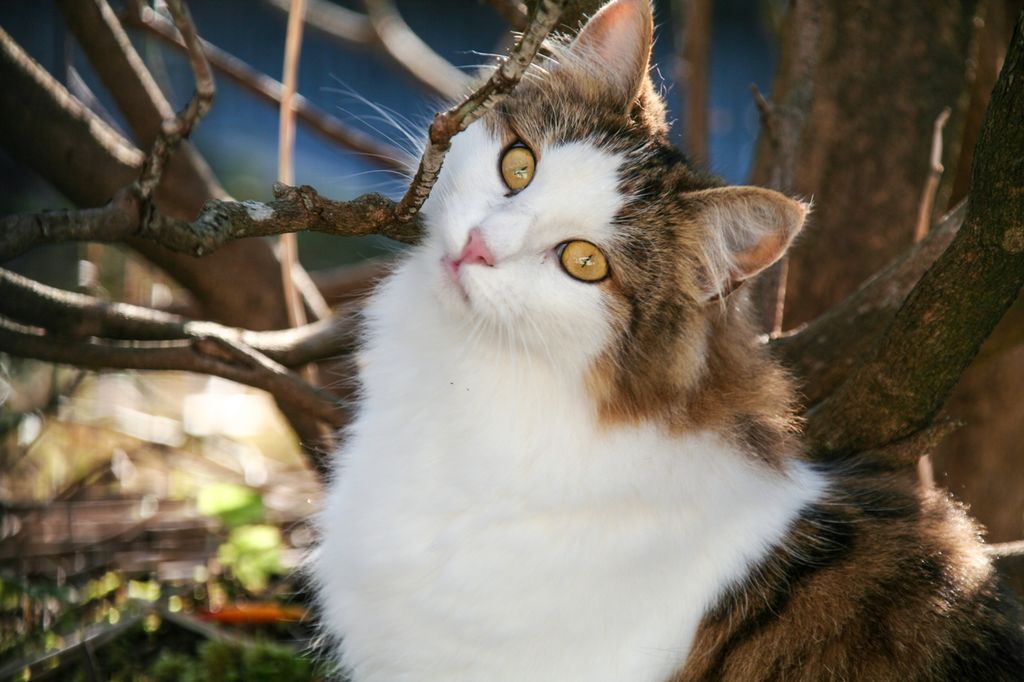 Portrettbilete av ein katt. Foto.