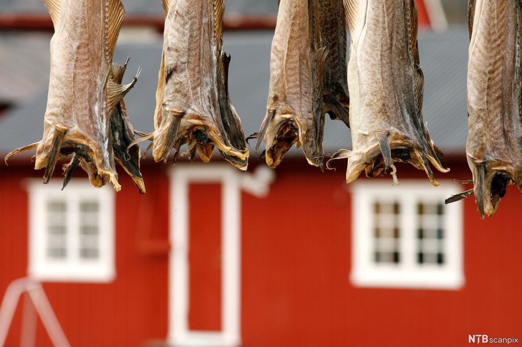 Tørrfisk som henger på fiskehjell. Foto.