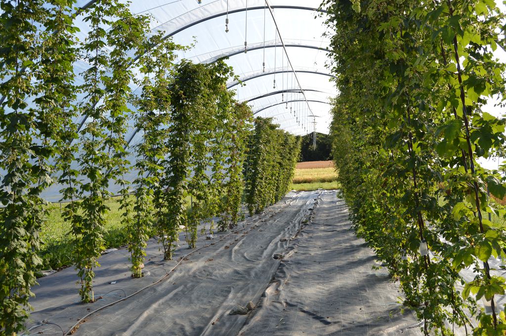Klatrende planter i en plasttunnel. Foto.